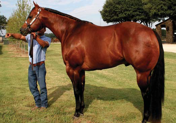 <p>A light horse breed known for its versatility and power, originating from the United States.</p>