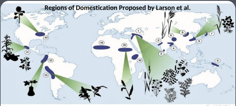 <p>How did settled human populations impact plant selection?</p>