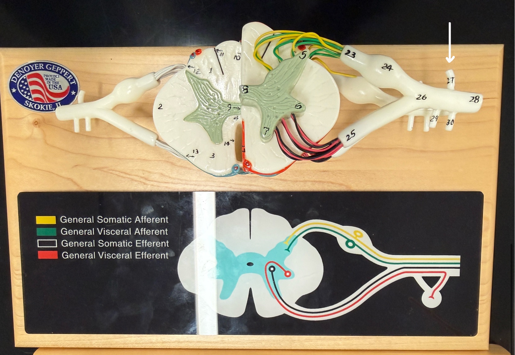 <p>Name what is pointed at on the spinal cord model</p>