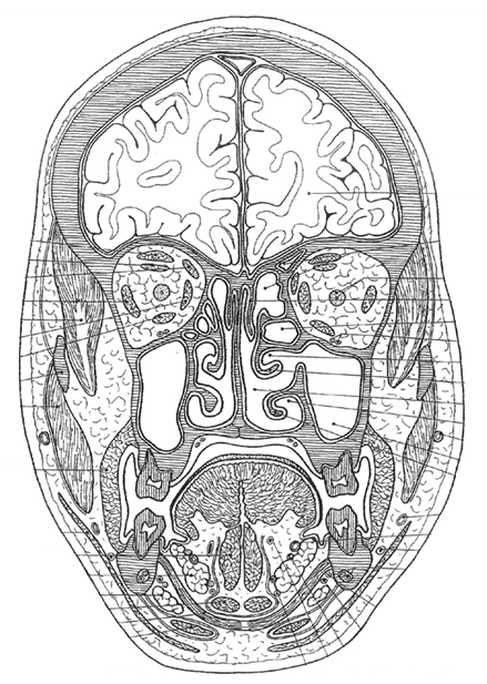 <p>type doorsnede</p>