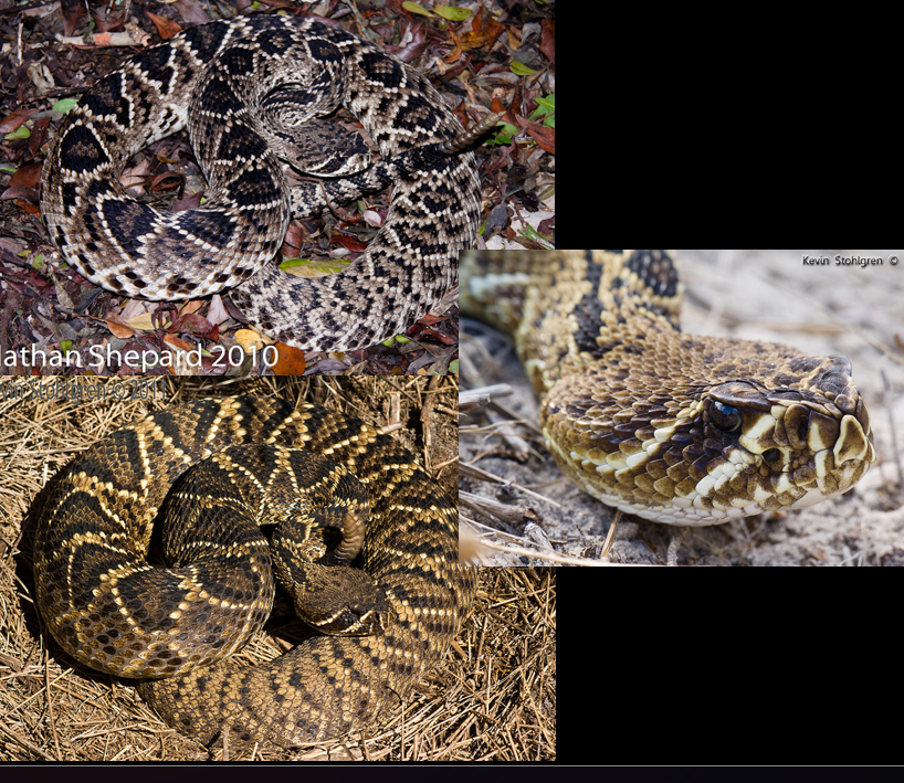 <p>dryer habitats; Coastal Plain; diamond pattern outlined in lighter color</p>