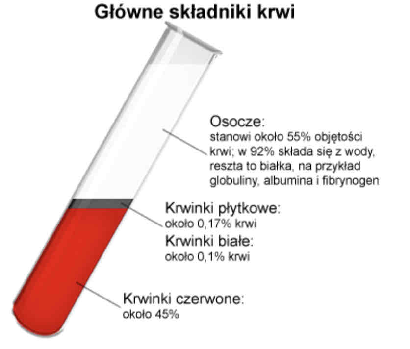 <ul><li><p>Osocze 54-59%</p></li><li><p>Krwinki 41-46%</p></li></ul>