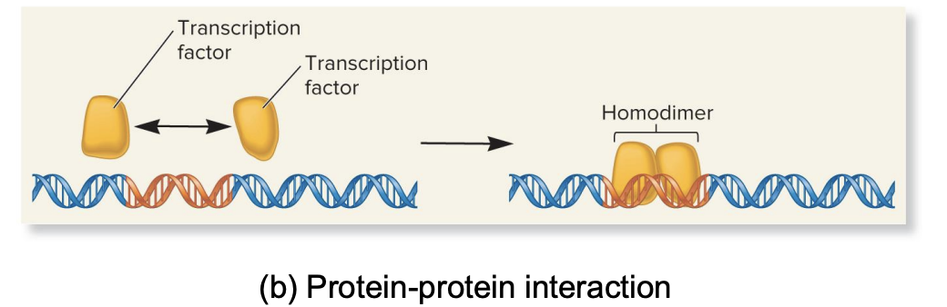 <ul><li><p>RTF can form interactions with each other (e.g., dimerization), influencing their fx and DNA binding</p></li><li><p>ways to modulate fx of regulatory transcription factors</p></li></ul><p></p>