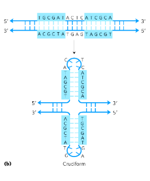 <p>self-complementarity within each strand </p>