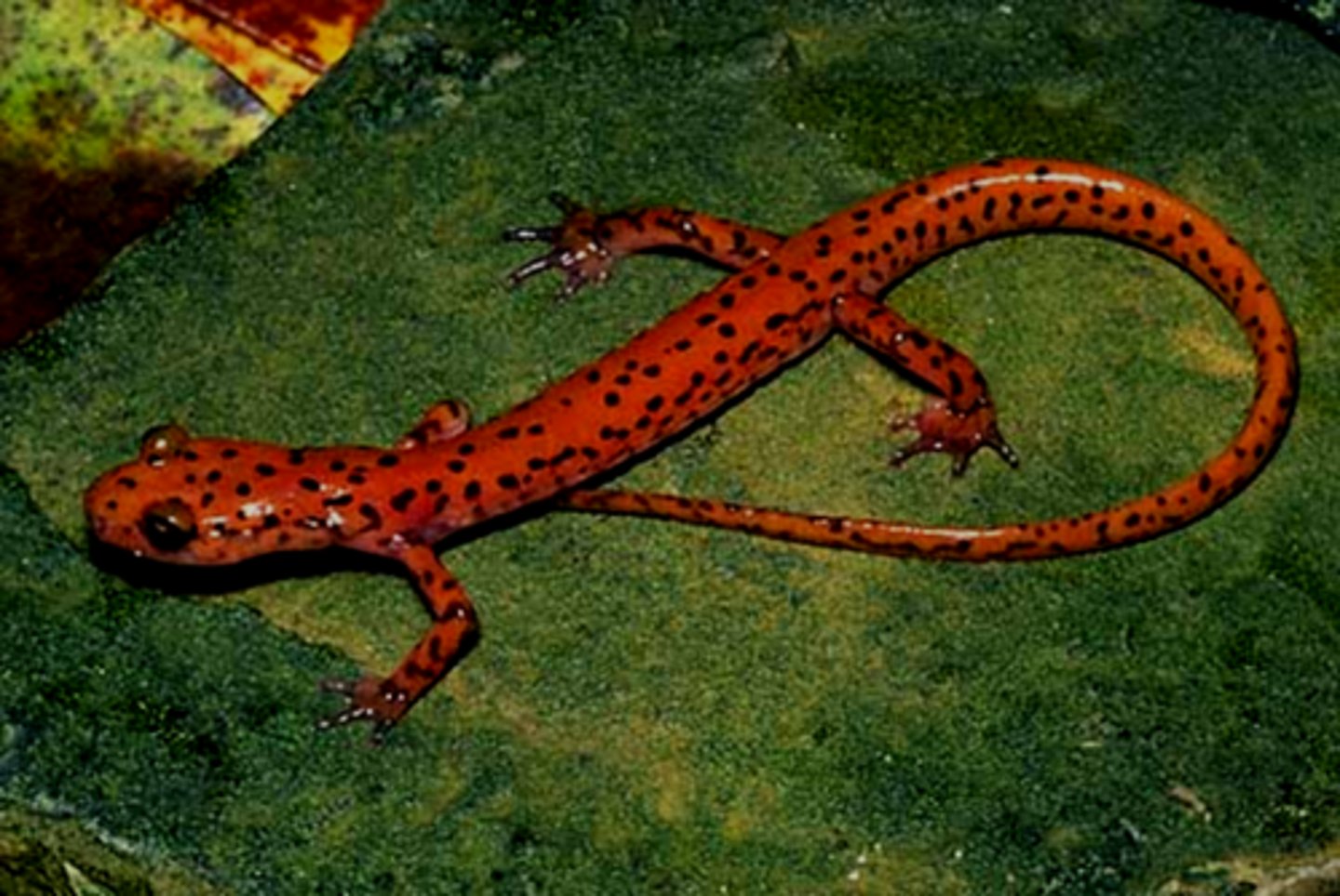 <p>Eurycea lucifuga</p><p>Order: Caudata</p><p>Family: Plethodontidae</p>