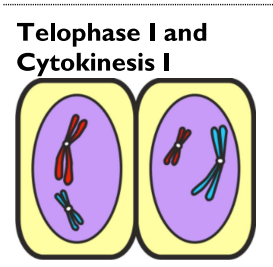 <ul><li><p><strong>Two nuclei </strong>form<strong> </strong>with replicated, uncoiled chromosomes</p></li><li><p>Cells <strong>divide, </strong>but remain<strong> joined</strong></p></li></ul><p></p>