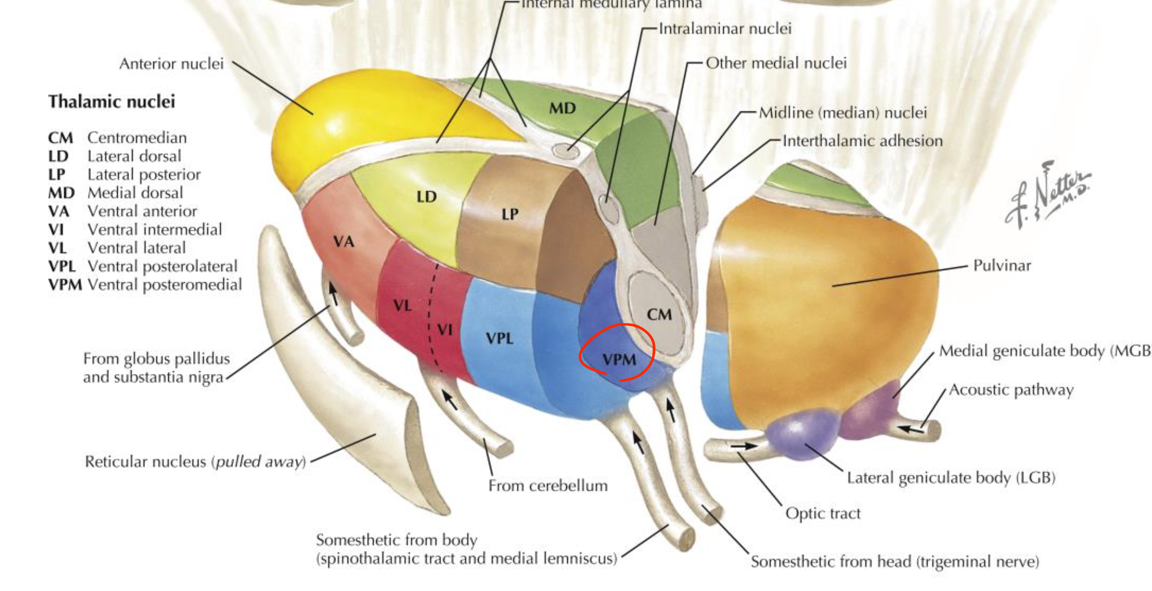 <p>Ventral posterior medial nucleus (VPM)</p>