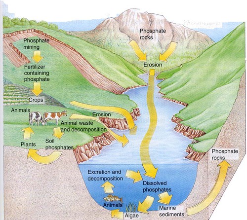 The movement of phosphorus around the biosphere