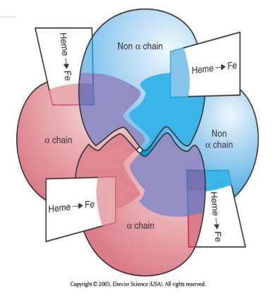<p>Complete Hemoglobin Molecule</p>