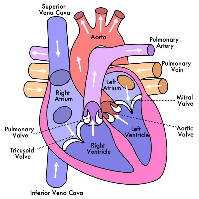 Deoxygenated blood → superior/inferior vena cava → right atrium → tricuspid valve → right ventricle → pulmonary valve → pulmonary artery → lungs