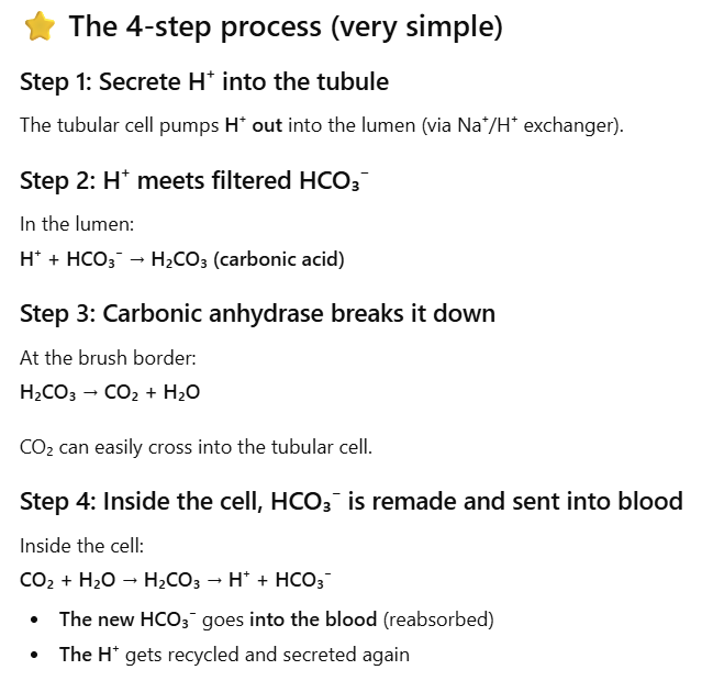 <ol><li><p>HCO<sub>3</sub><sup>-</sup> ions (<em>base</em>) are freely filtered into Bowman’s space (tubular lumen)</p></li><li><p>The kidney cannot directly reabsorb HCO₃⁻ from the lumen b/c the apical membrane does <strong>not</strong> have HCO₃⁻ transporters, so&nbsp;the body converts HCO₃⁻ into forms that can cross the membrane.</p></li><li><p>Tubular cells secrete <strong>H⁺</strong> into the lumen (via Na⁺/H⁺ exchanger or H⁺ pumps).&nbsp;This H⁺ meets filtered HCO₃⁻ in the lumen.They combine to form:&nbsp;H⁺&nbsp;+&nbsp;HCO₃⁻&nbsp;→&nbsp;H₂CO₃&nbsp;→&nbsp;H₂O&nbsp;+&nbsp;CO₂</p></li><li><p><span style="font-family: &quot;Times New Roman&quot;; line-height: normal; font-size: 7pt;"><span>&nbsp;</span></span><strong>H<sub>2</sub>O</strong> and <strong>CO<sub>2</sub></strong> are <u>highly</u> permeable through the plasma membranes.</p></li><li><p>The overall effect is reabsorption of the filtered HCO<sub>3</sub><sup>-</sup> ions (<em>base</em>) into the blood</p></li><li><p>The body keeps the HCO<sub>3</sub><sup>-</sup> (<em>base</em>) to buffer acids in the ECF (and plasma) → prevents acidosis&nbsp;</p></li></ol><p></p>