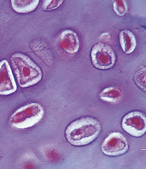 <p>What tissue type does this image depict?</p>