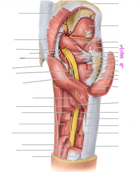 <p>identify structures 1-4</p>