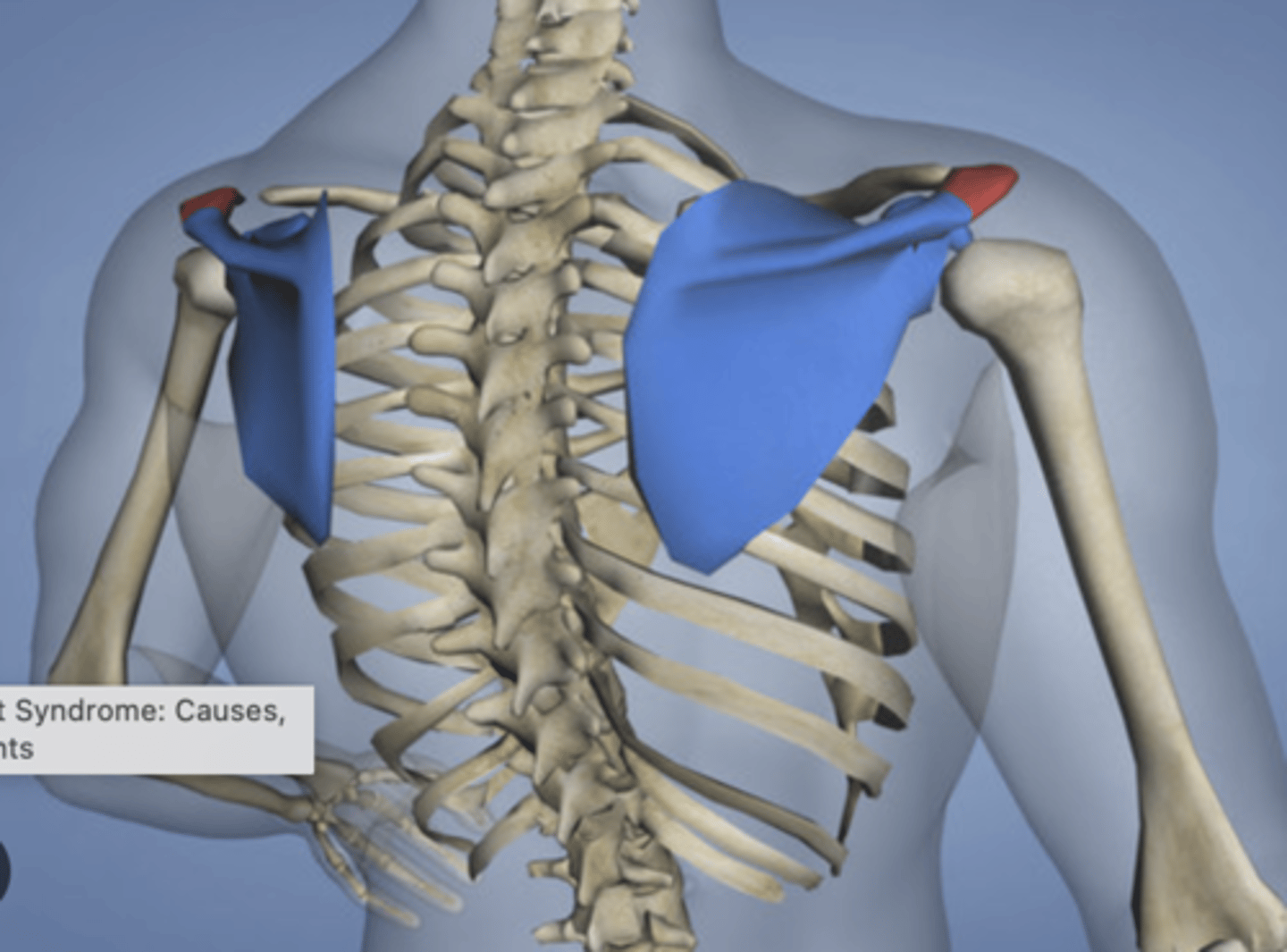 <p>Point of shoulder</p>