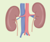 <p>kidneys</p>
