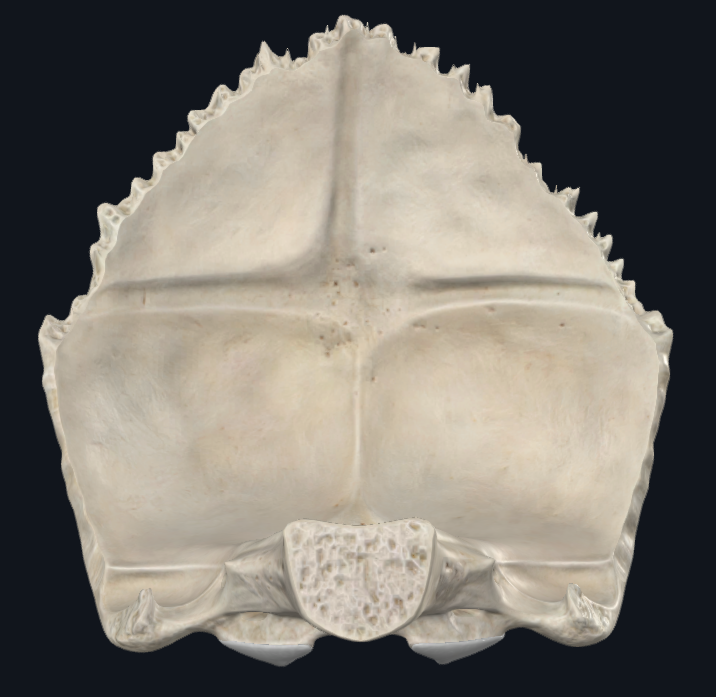 <p>Parte posterior e inferior del cráneo</p><p>Es un hueso plano e impar</p><p>Cóncava por delante y convexa por detrás</p><ul><li><p><strong>Parte del Neurocráneo</strong></p></li><li><p><strong>osificación endocondral</strong></p></li></ul><p></p>