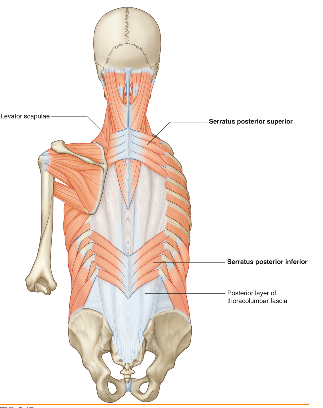 <p>What are the two intermediate groups of back muscles and what is their function</p>