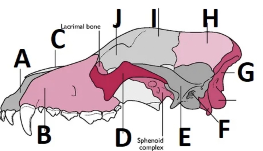 <p>J is pointing to the ____ (the space between bone I and bone D).</p>