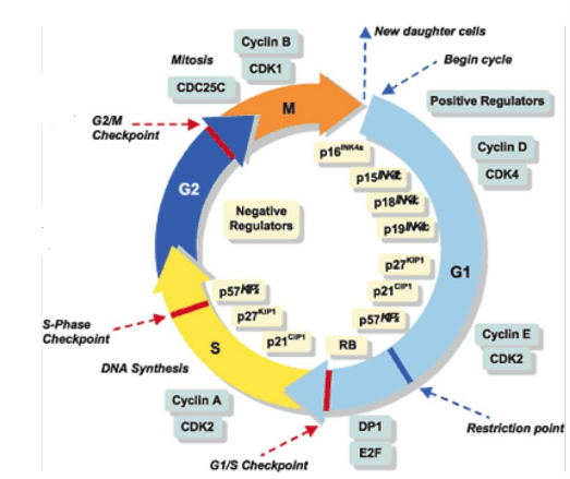 <p>how does the cell cycle play a role in cancers related to both oncogenes and tumor suppressors? what is done if mutations are detected in the cell cycle?</p>