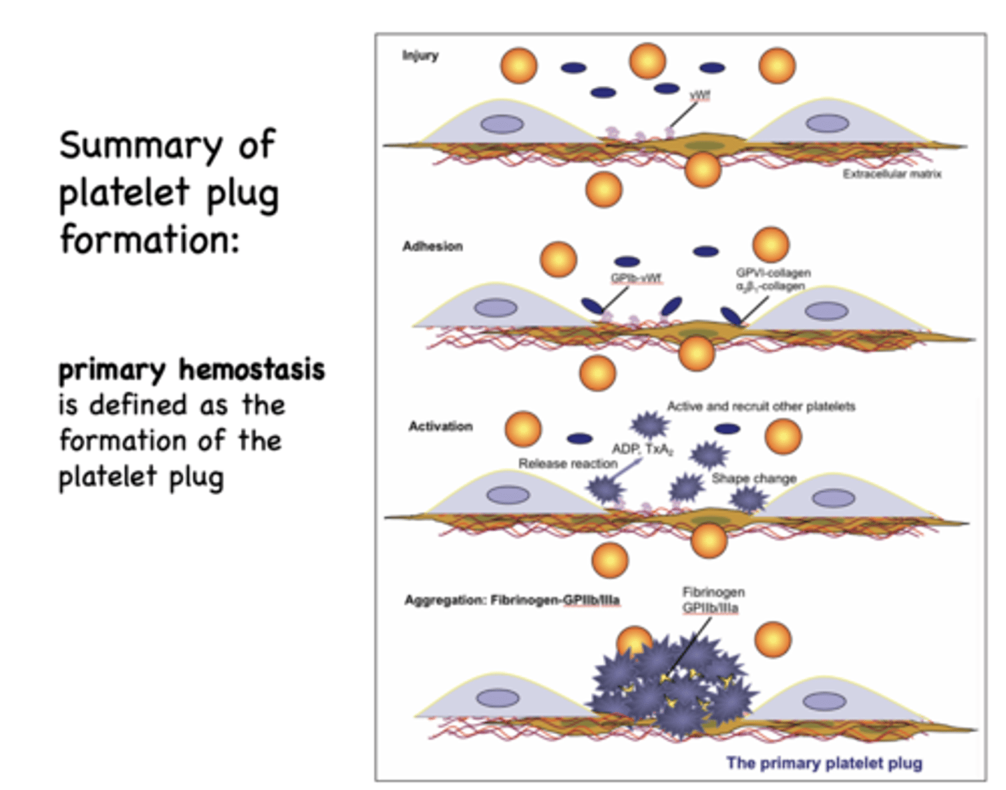 <p>primary hemostasis</p>