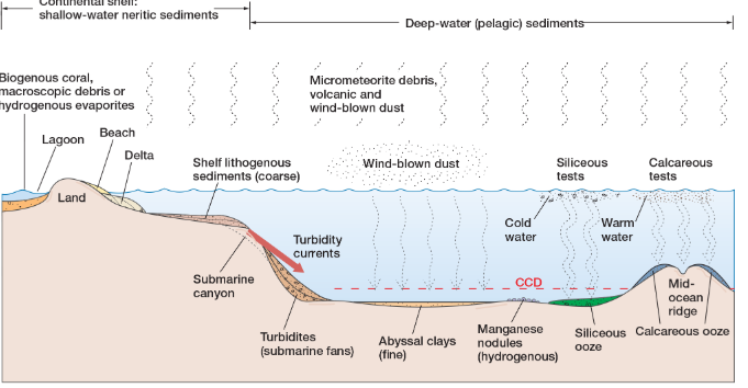 <p>allows deposit to be classified as primarily lithogenous, biogenous, hydrogenous, or cosmogenous</p>