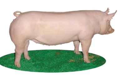 <p>England, County of York; imported to the U.S. around 1830 (Ohio)</p>