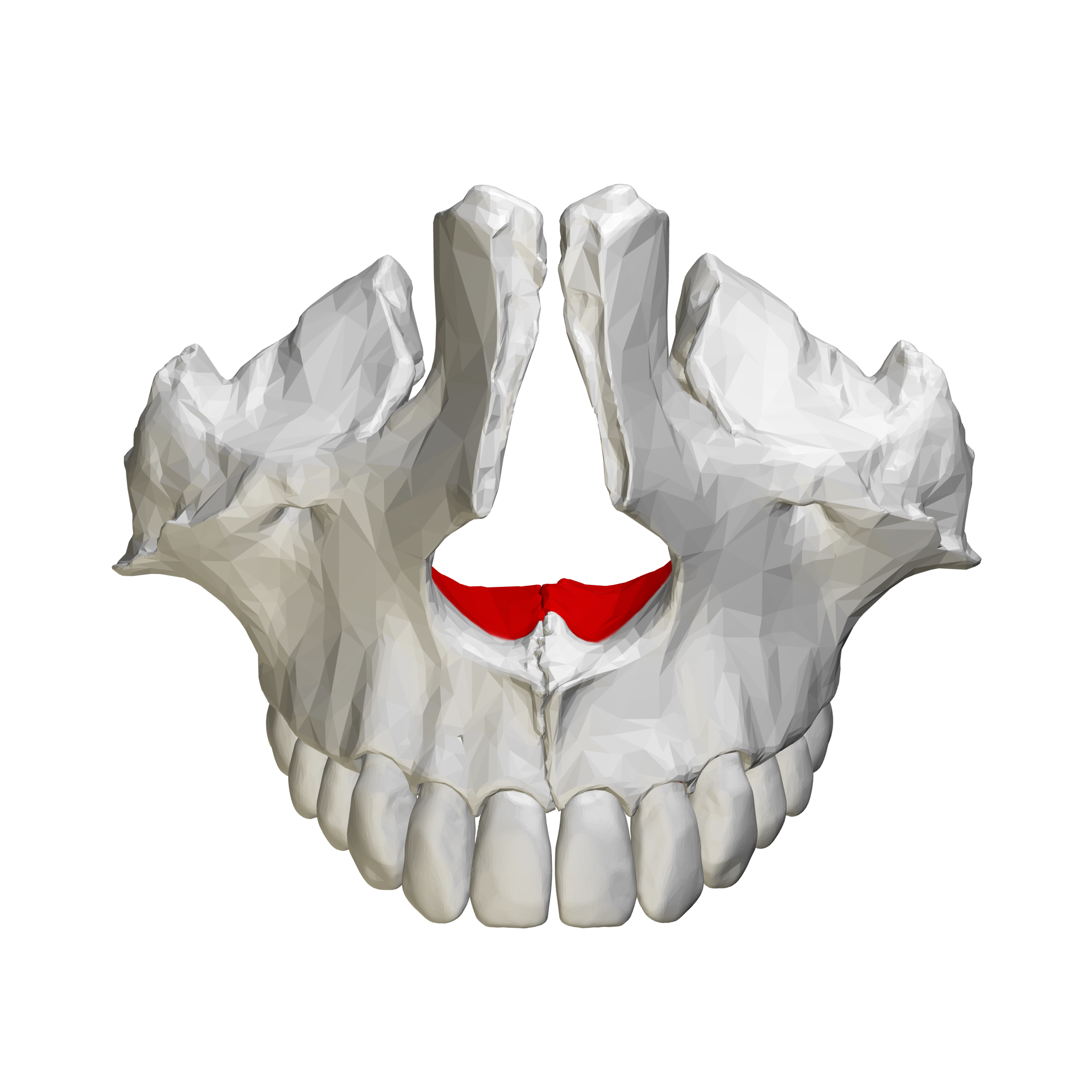 <p>right under the teeth on the top of mouth</p>