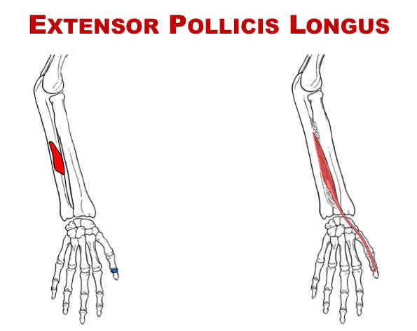 <p>Insertion of Extensor Pollicis Longus</p>