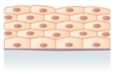 <p>what would be the complete name of this tissue</p>