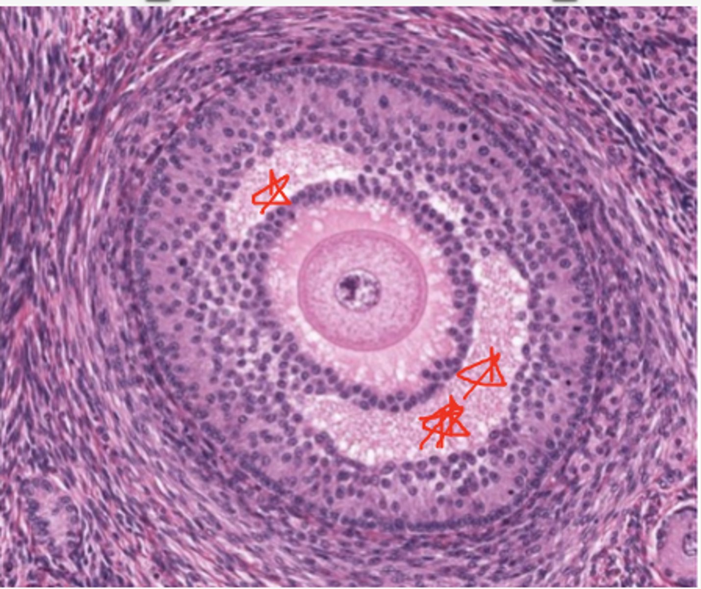 <p>Identify THE SPECIFIC REGION OR SPACE (RED STARS)</p>