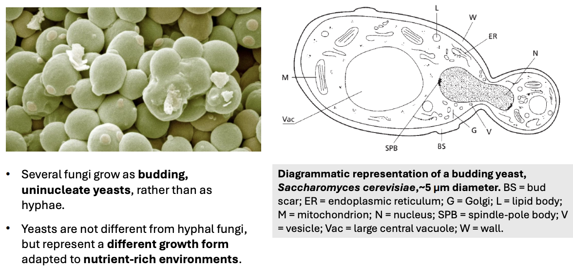 <p><strong>budding uninucleate yeasts</strong></p>