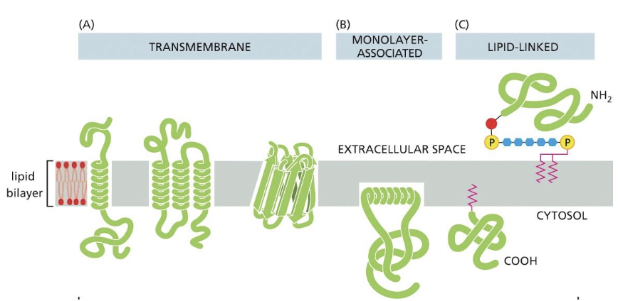* proteins directly attached to lipid bilayer
  * inserted into lipid bilayer transmembrane and monolayer associated
  * or attached to a lipid which is inserted into lipid bilayer (lipid linked)
* extraction methods use detergents (lipid bilayer destroyed)