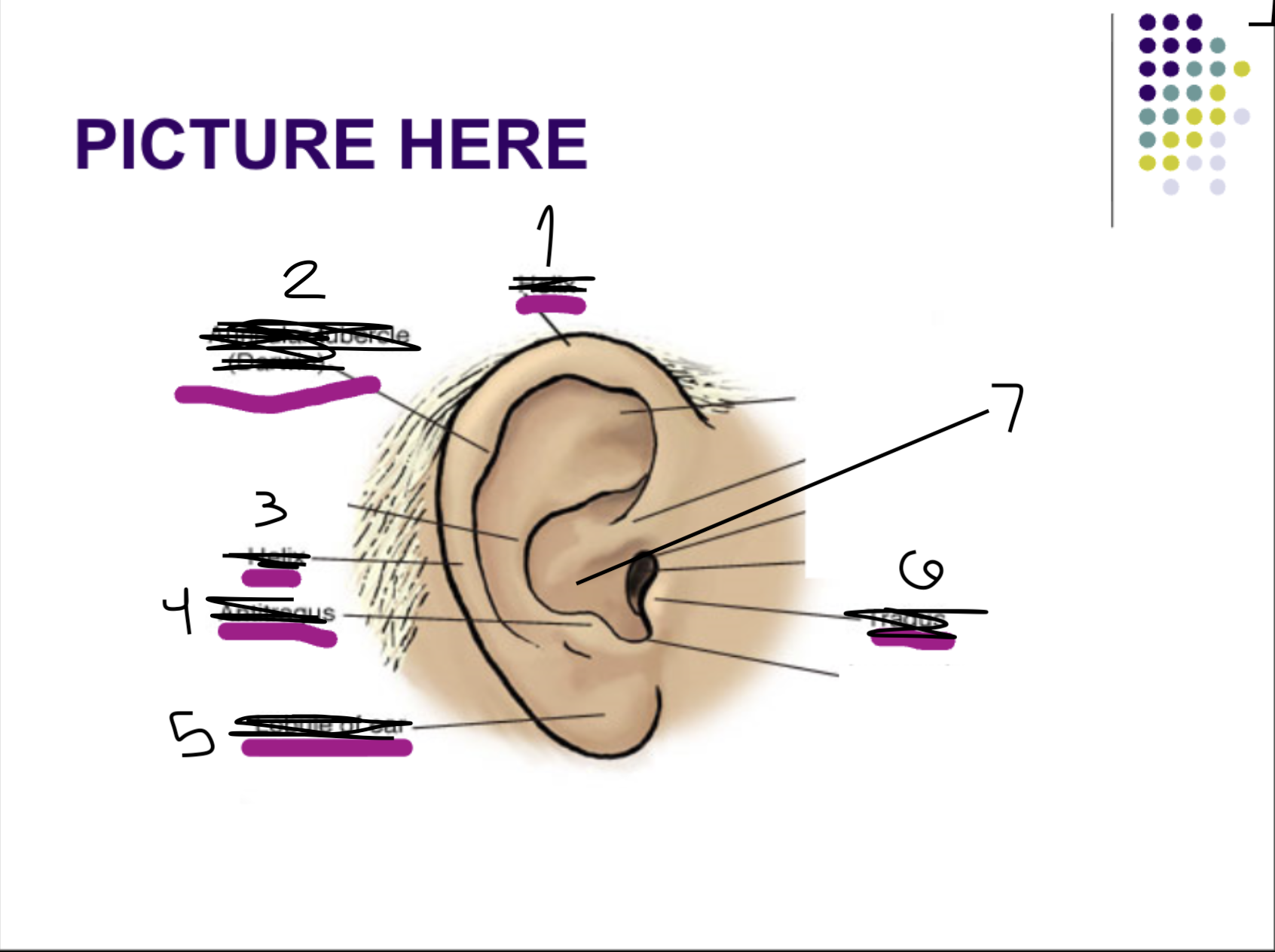<p>Name the numbered parts of the ear</p><p></p>