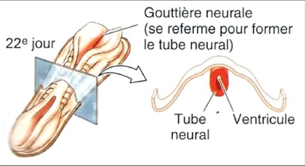 <p>→ la gouttière neurale se referme pour former le tube neural<br>→ apparition du ventricule</p>