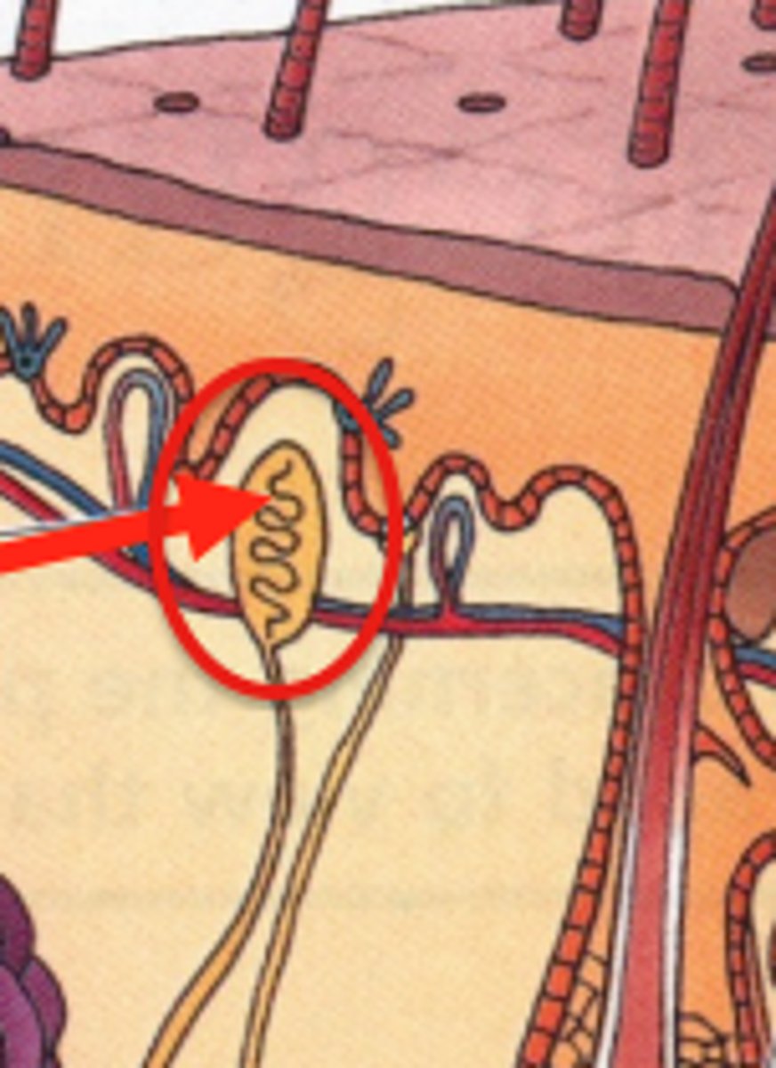 <p>rapidly adapting (within a fraction of a second) receptors that detect movement of light objects over skin</p><p>Found on nonhairy skin (glabrous skin) (fingertips, lips, eyelids) -located in the dermal papillae of hairless skin</p>