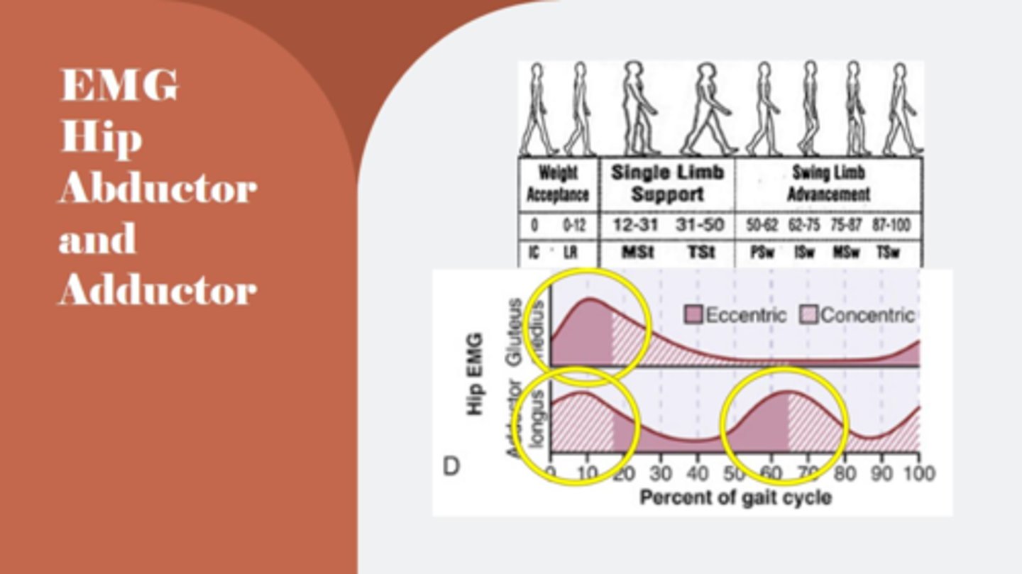 <p>-active toward very end of swing phase in preparation for heel contact</p><p>-anterior fibers assist with hip flexion and IR</p><p>-posterior fibers assist with hip ext and ER</p>
