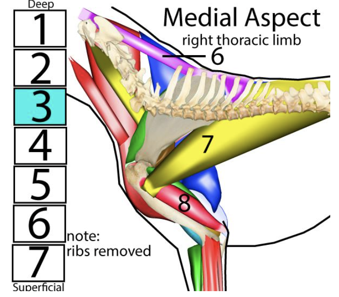 <p><span style="font-size: medium;"><span>Muscles of the r</span><u><span>ight thoracic limb</span></u><span>, </span><strong><em><span>medial </span></em></strong><span>aspect → </span><strong><span>#8</span></strong></span></p>