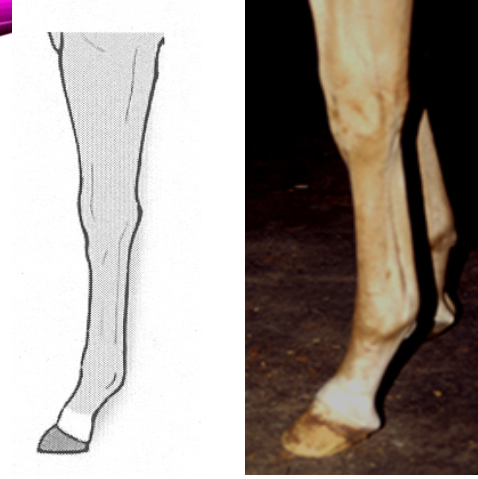 <p><span>A marking which includes only half the pastern above the coronet</span></p>