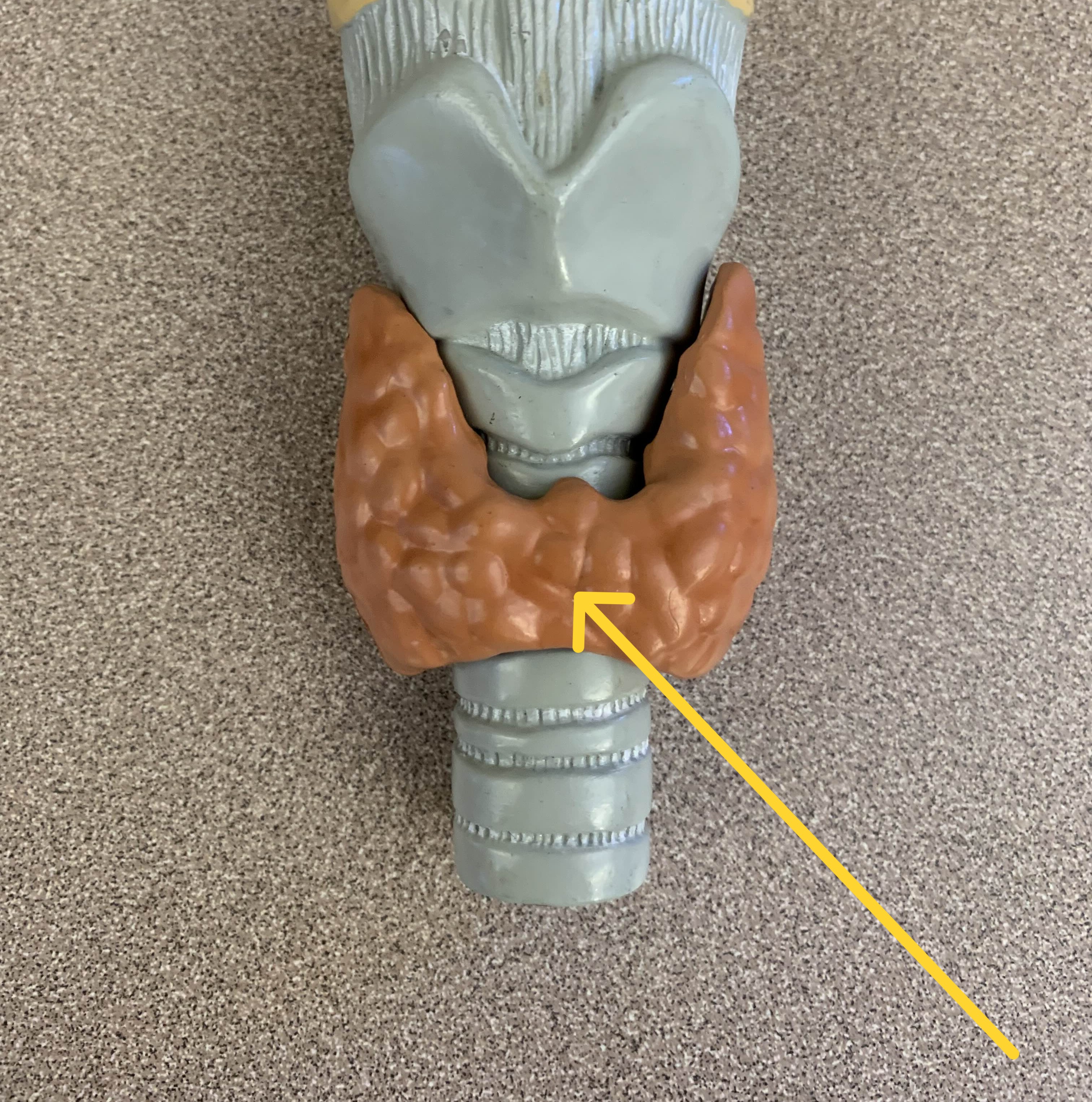 <p>Connects the two lobes of the thyroid</p>