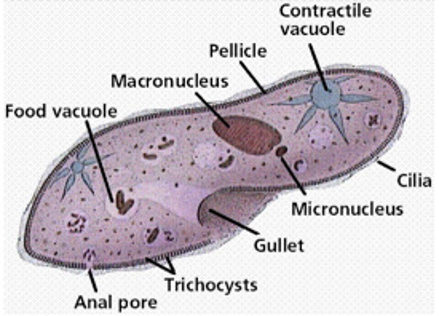 <p>large nuclei in ciliates that controls cell maintenance functions</p>