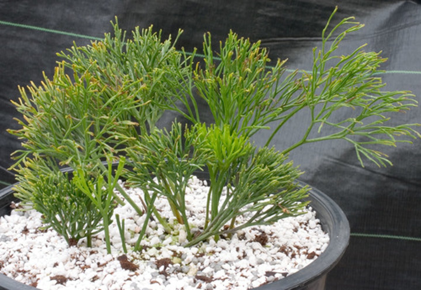 <p>Oer-varen (Monilophyta)</p>