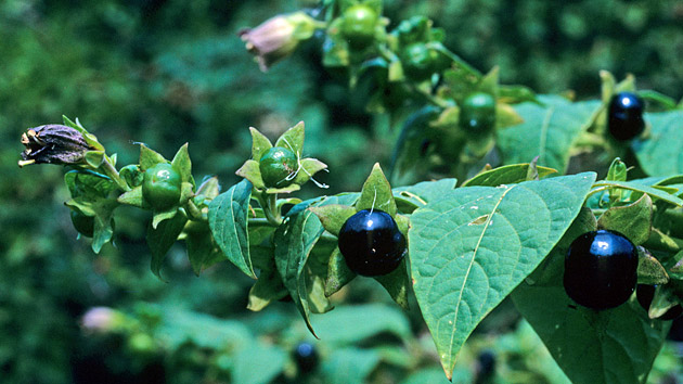 <p>Rulík zlomocný </p>