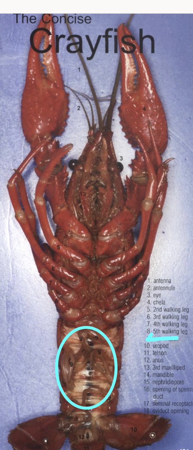 <p>Crayfish: Under abdomen near tail</p>