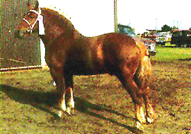 <p>Suffolk</p>