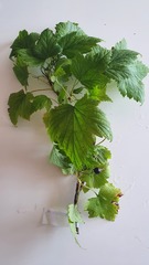Ribes nigrum