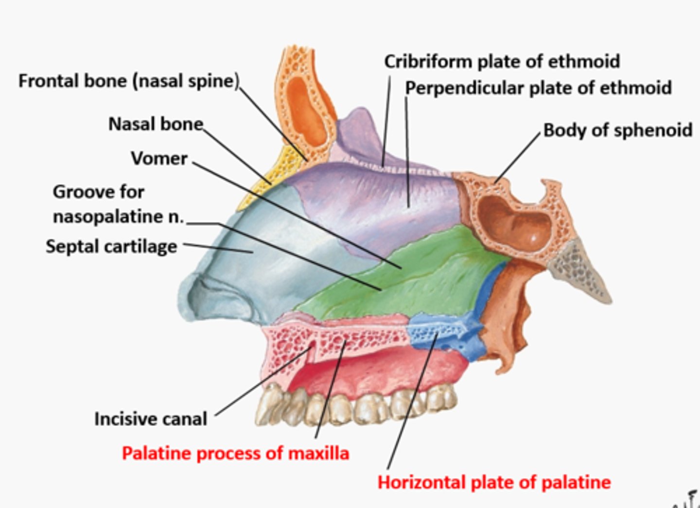 <p>Nasal bones, vomer, ethmoid bone with perpendicular plate, sphenoid, maxilla hard palate, and palatine bone.</p>