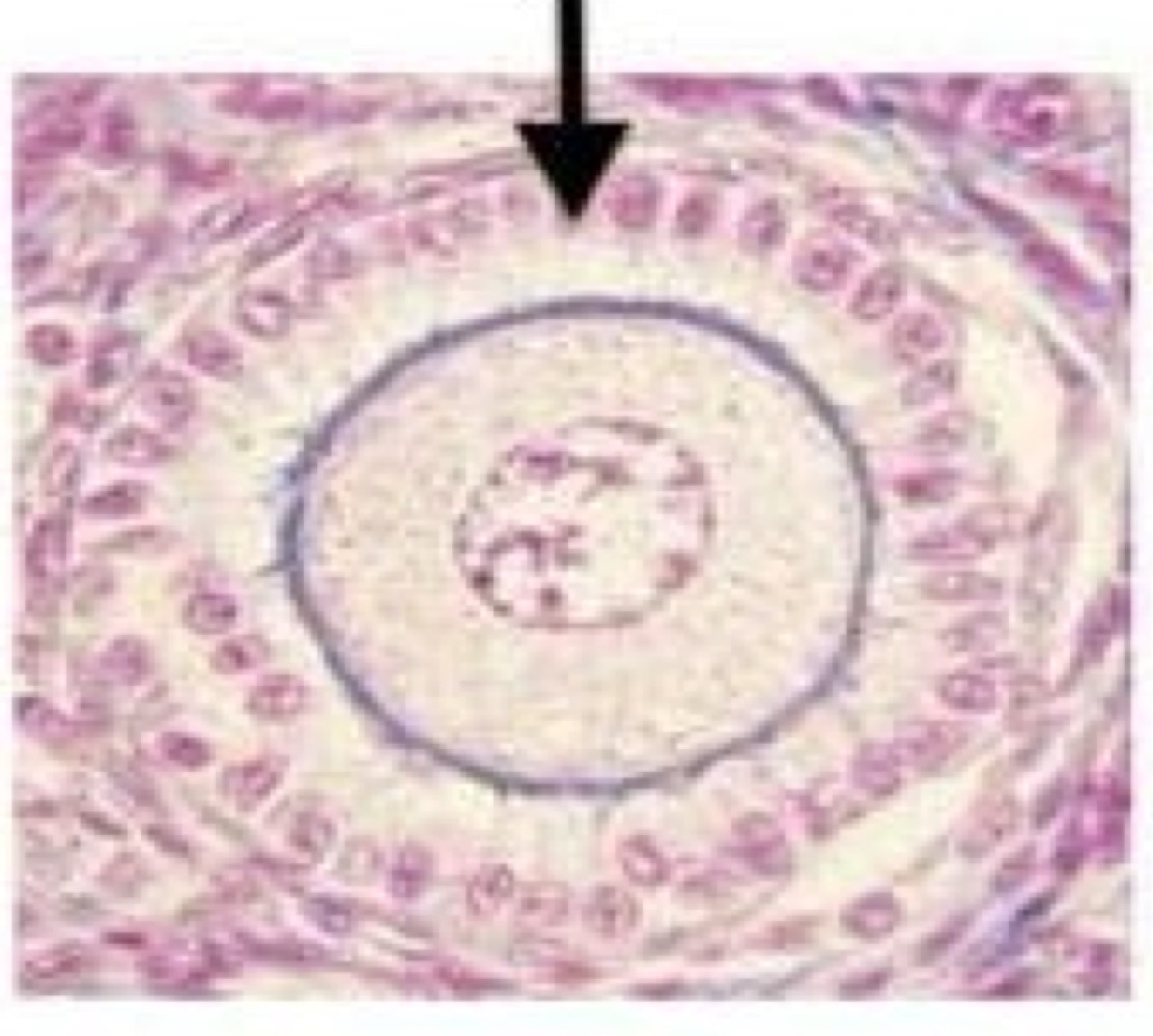 <p>Primary follicle </p>