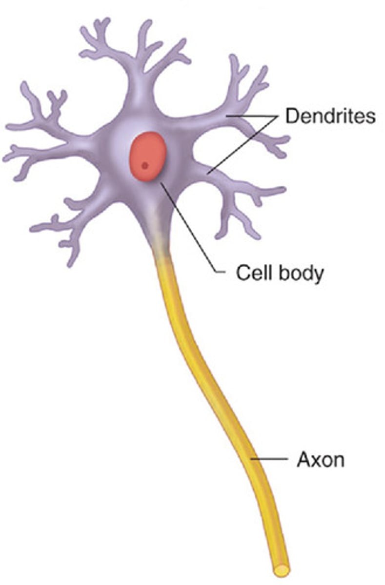 <p>a nerve cell that has many dendrites and a single axon</p><p>- most common body neuron</p>