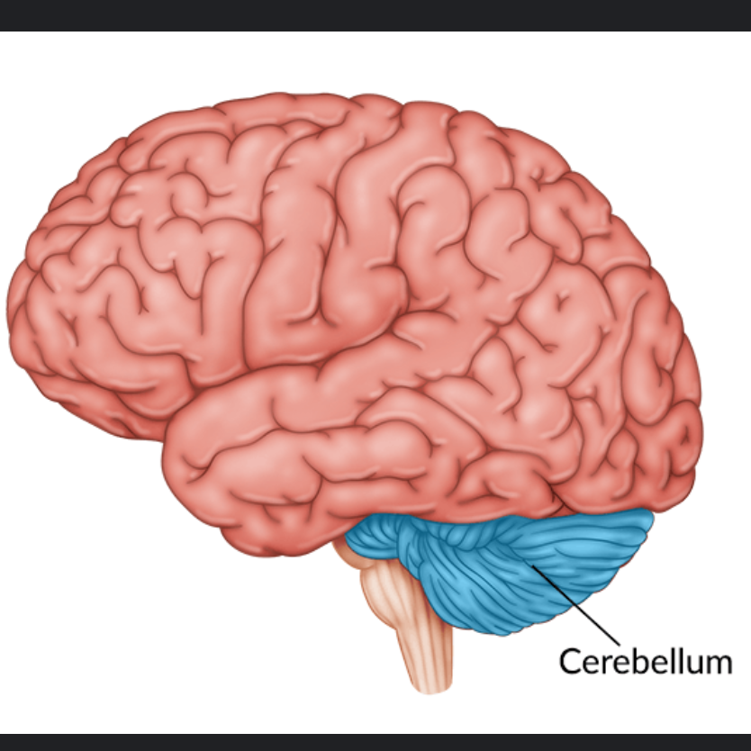 <p>base of brain in the back. maintains balance and coordination. </p>