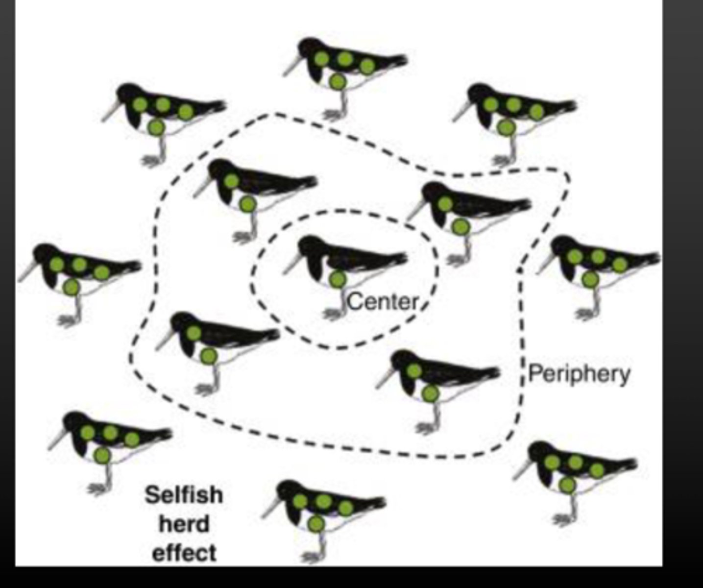 <p>individuals within a population attempt to reduce their predation risk by using others as a shield to increase their own reproductive success</p>